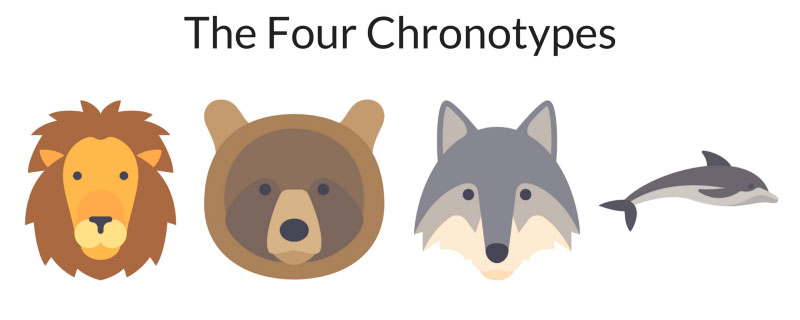 4 chronotypy
