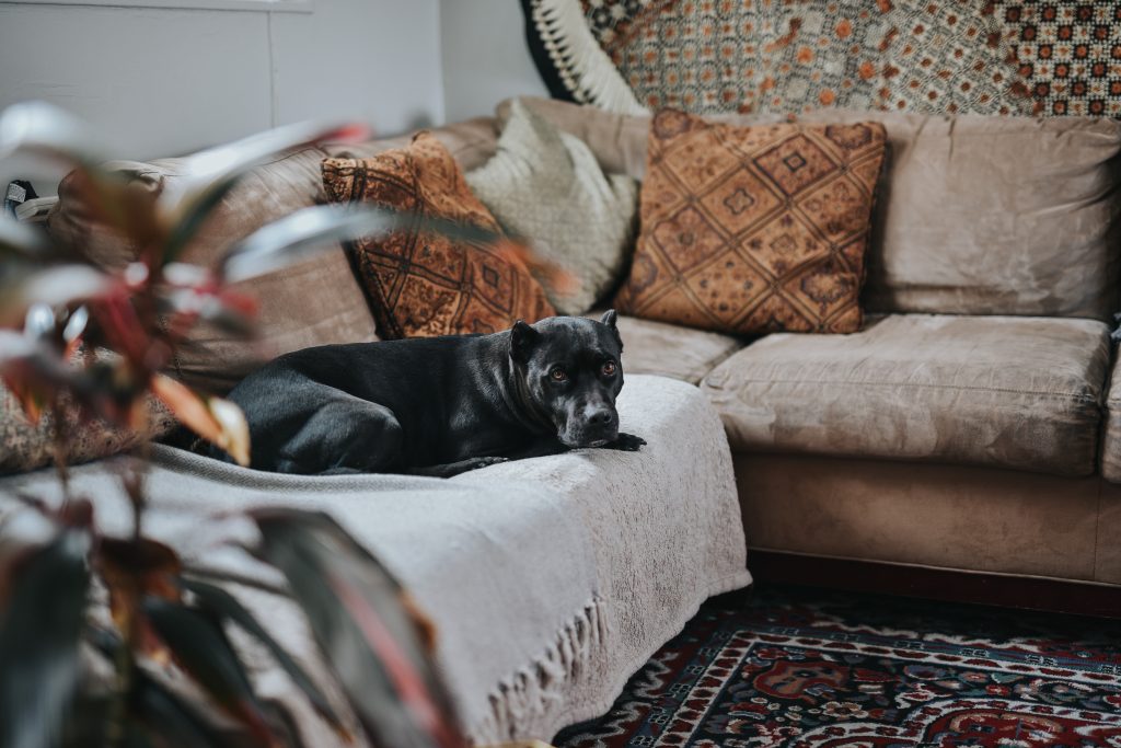Meble tapicerowane - pies na kanpie