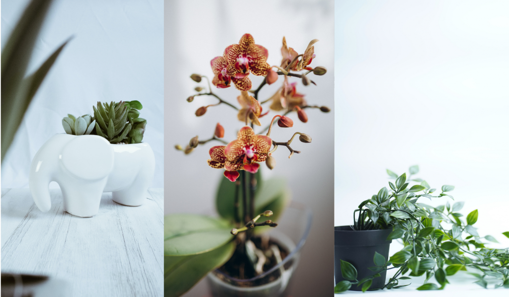 Sztuczne rośliny | Beds.pl