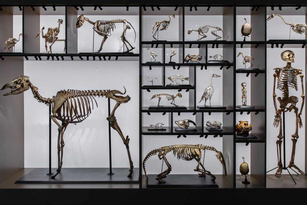 Muzeum ewolucji